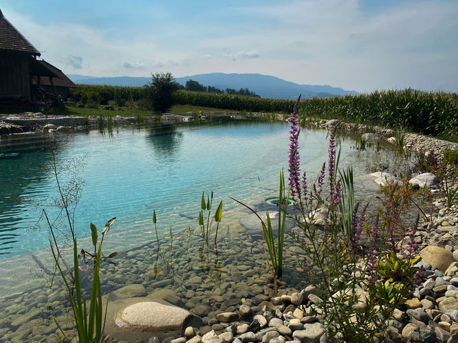 Schwimmteiche Biotope Naturteiche Baumann Gartenbau