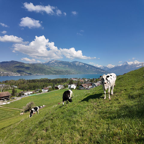 Cows grazing on a green hillside overlooking a lake