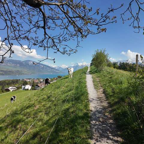 Cows grazing on a grassy path overlooking a lake and mountains.