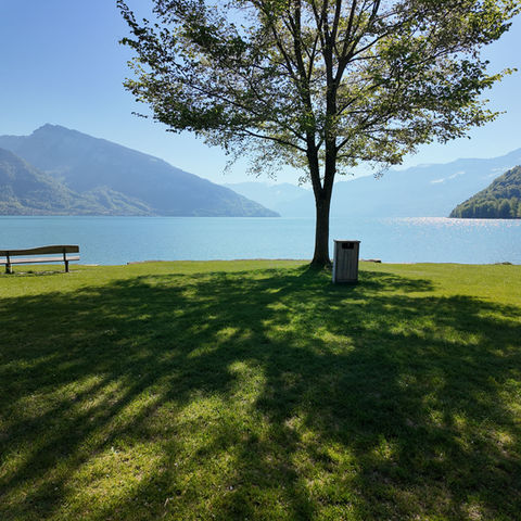 Solitary tree by a mountain lake with a park bench