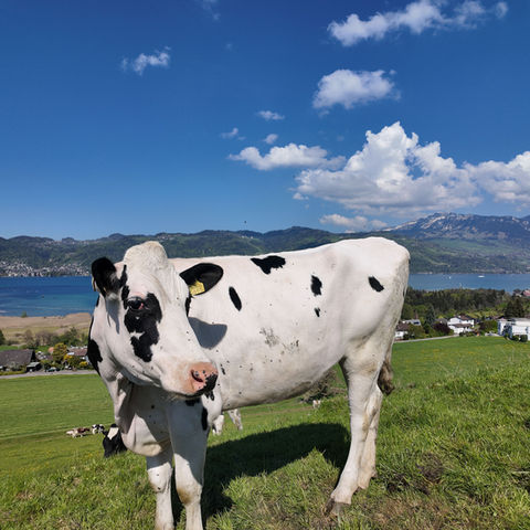 Holstein cow grazing on a sunny hillside overlooking a lake