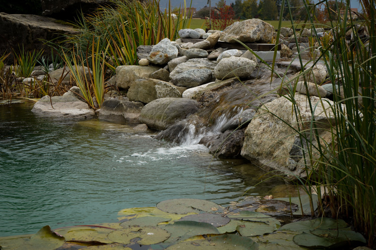 Schwimmteiche Biotope Naturteiche Baumann Gartenbau