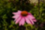 Echinacea