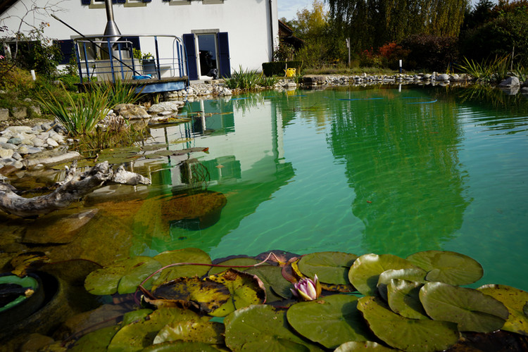 Ein Teich mit Seerosen, sonnigen Sommer, und einem weissen Haus dahinter.