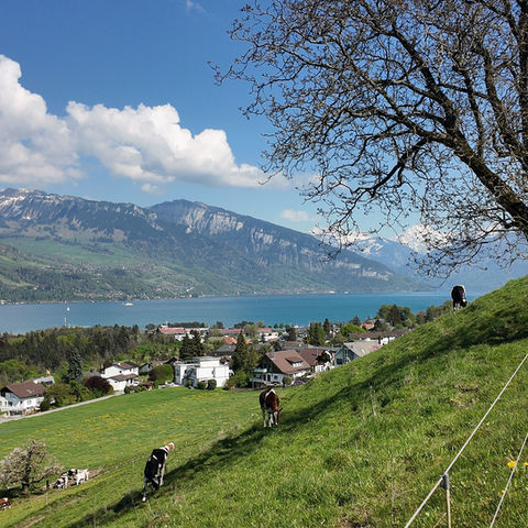 Cows grazing on a green hillside overlooking a lake.