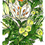 Thumbnail: A5 250gsm Art Print | "Birthday Lilies" II