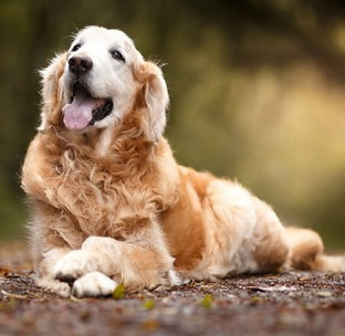 Golden Retriever dog relaxing with its tongue out, in a park setting.