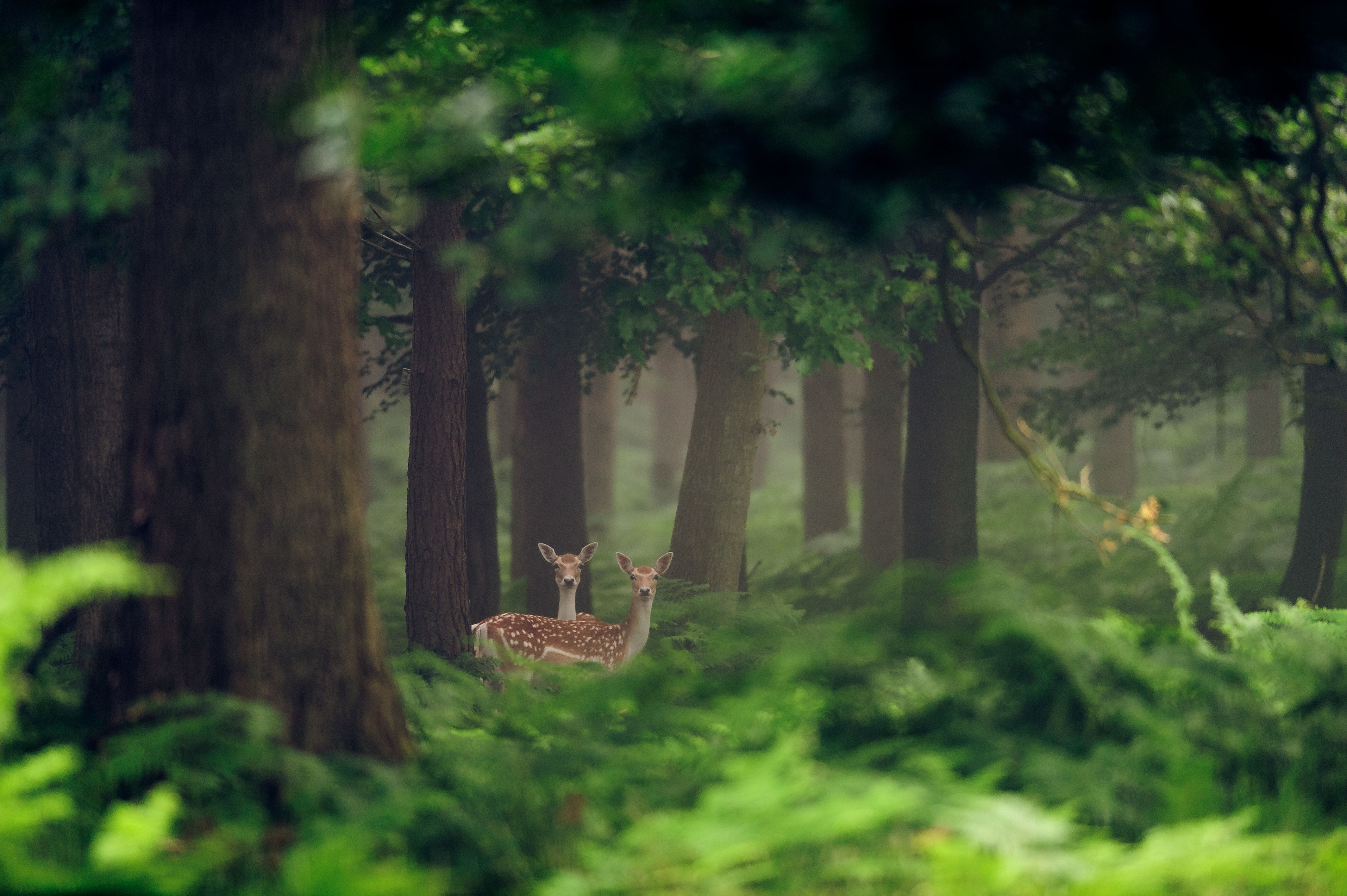 Enchanted Forest