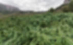 AdobeStock_229428322_edited.jpg