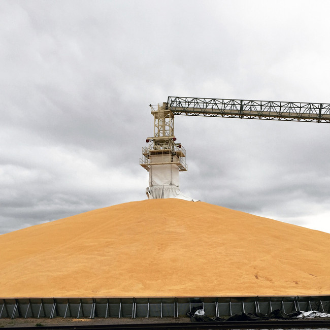 cornpile.jpeg