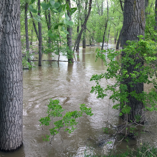 flood.jpeg