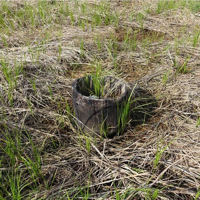 Telegraphstump.jpeg