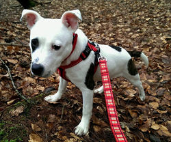 12523174_762443007222230_5979565931692308603_n