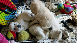 943856_788545364611994_1874832265172143982_n