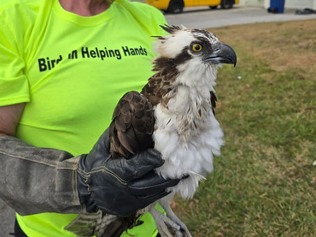 Tampa Bay nonprofit responds to thousands of injured bird calls every year