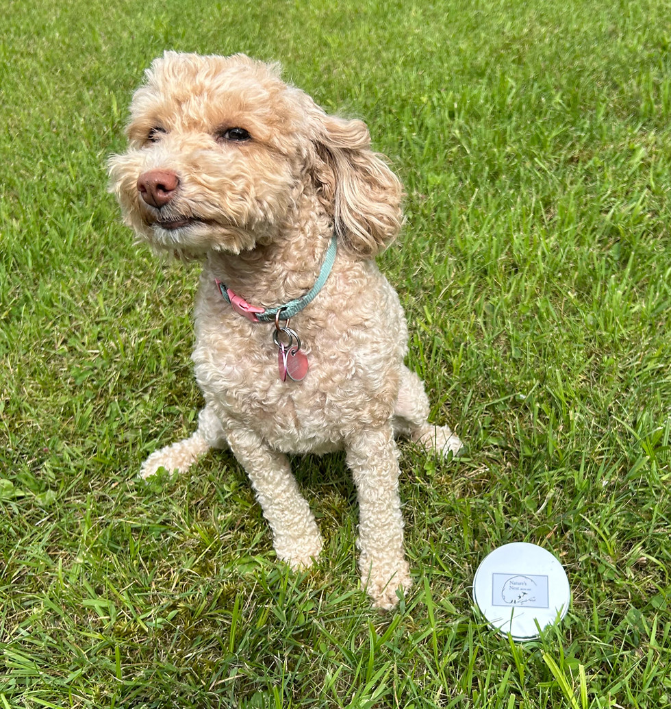 Thumbnail: Dog Balm