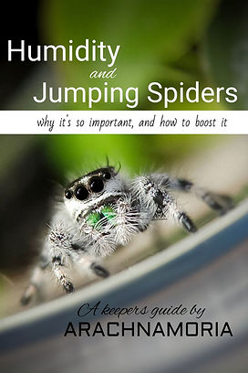a jumping spider in a planted enclosure