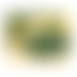 THE PHILIPPINES SEASHELLS