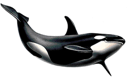 killerwhale