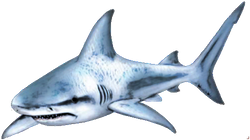 shark.png