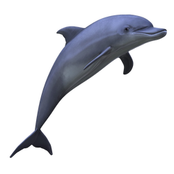 dolphin