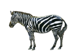 zebra