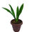 Thumbnail: Sansevieria trifasciata