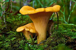 Cantarellus