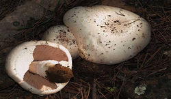 Champiñón silvestre