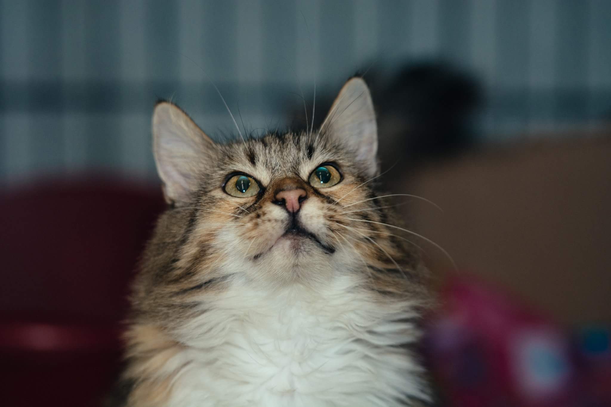 Coshocton County Humane Society Adoptions Cats Dogs Home