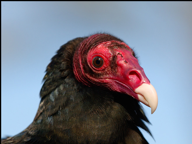 AZ_TurkeyVultureRS.jpg