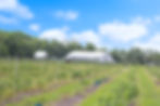 Ever After Farms U-Pick Blueberry Farm