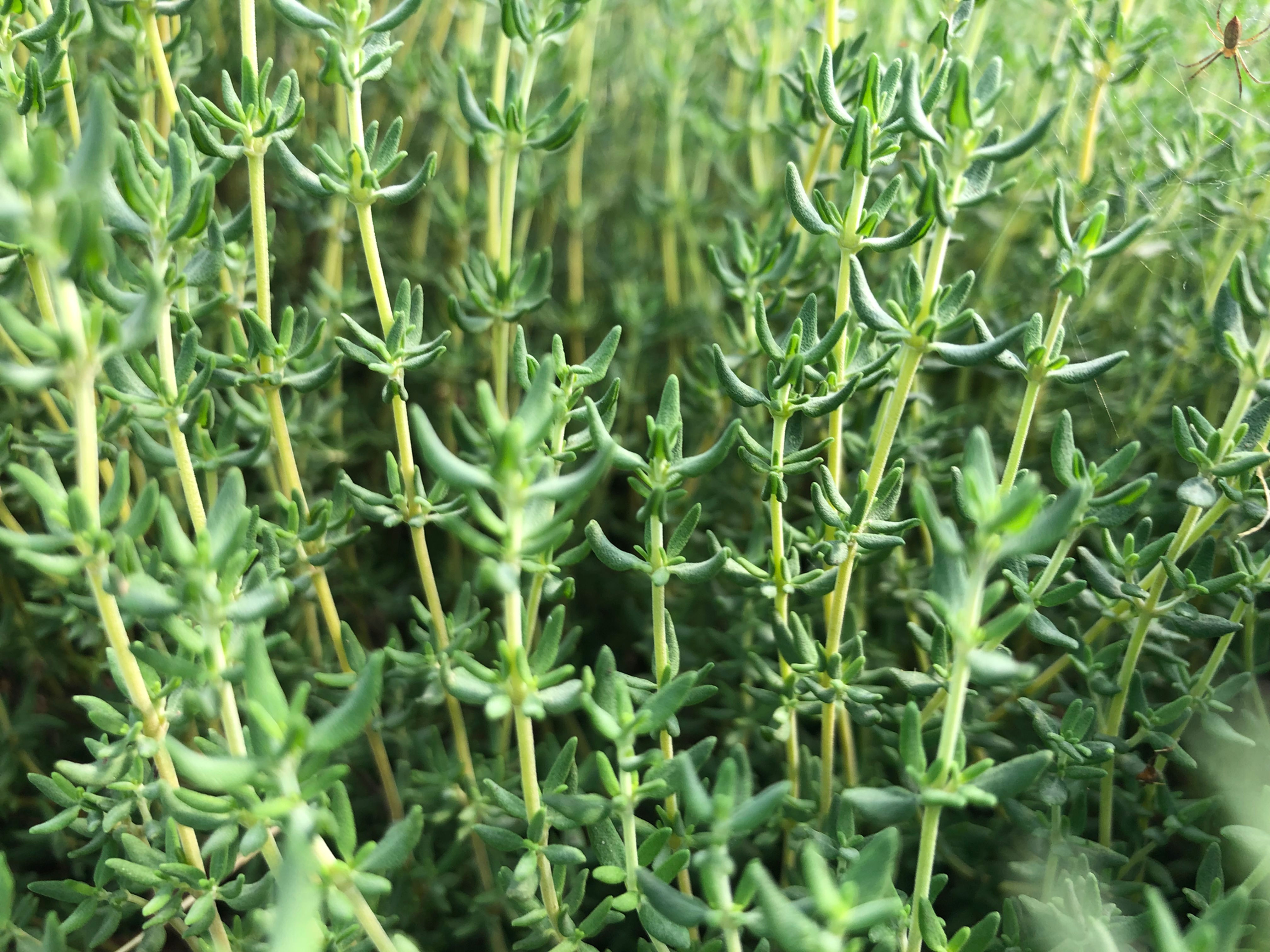 Thyme