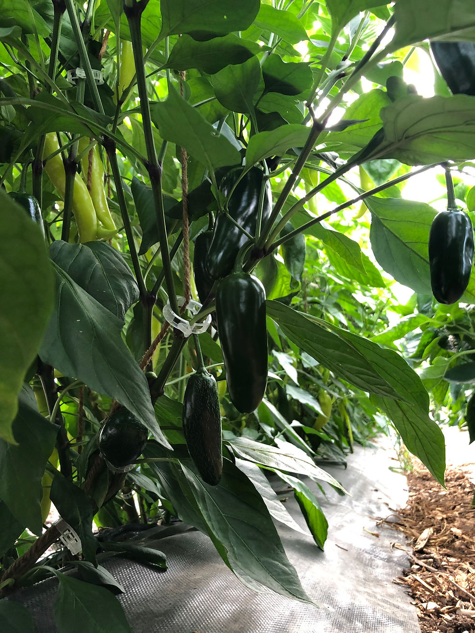 Thumbnail: Jalapeno Pepper