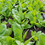 Thumbnail: Spinach