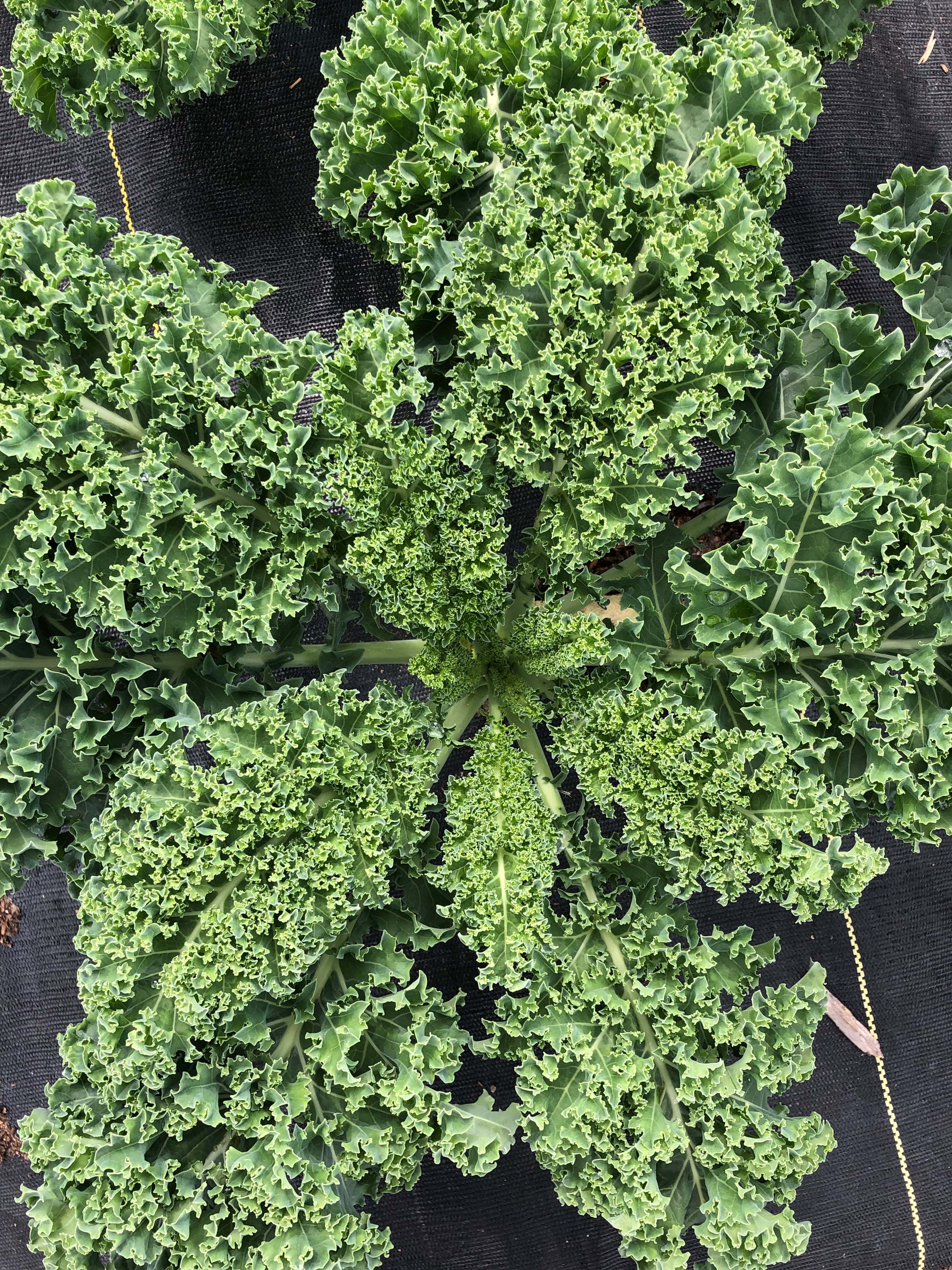Kale