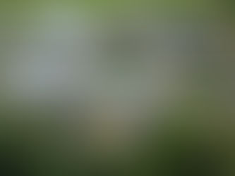 Weekly Update: July 2nd