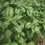 Thumbnail: Basil Seedling