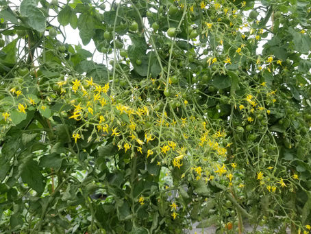 Weekly Update: July 30th