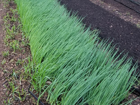 Weekly Update: July 9th