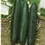 Thumbnail: Cucumber Seedling – Sweet Succcess