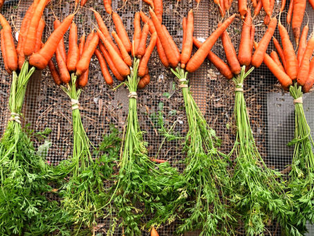 Weekly Update: July 16th