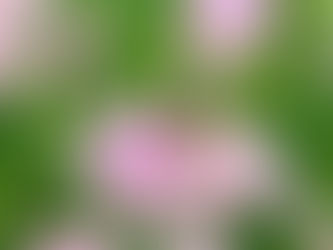 Weekly Update: June 9th