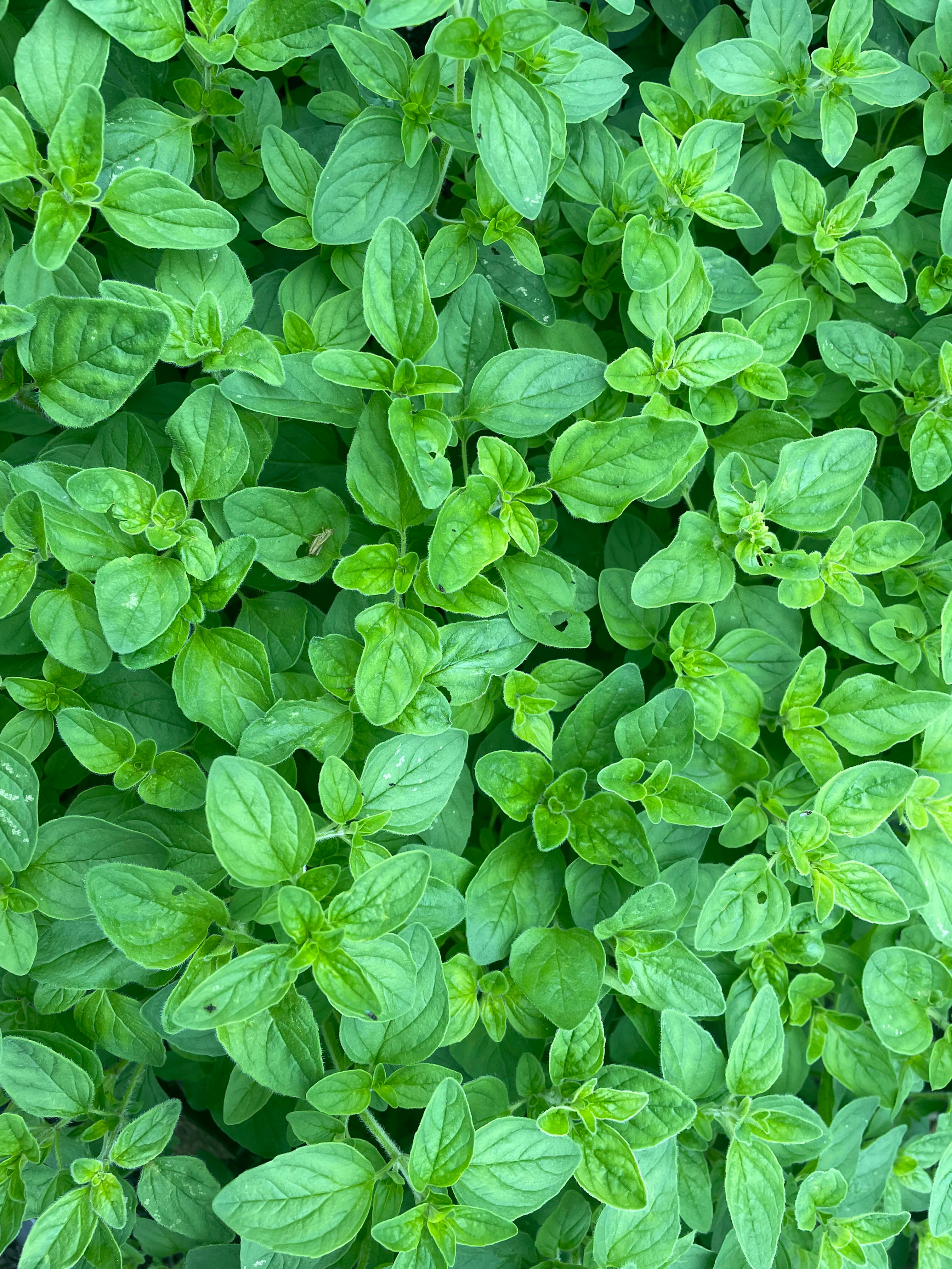 Oregano