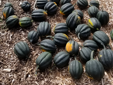 Week Sixteen: September 26th Update