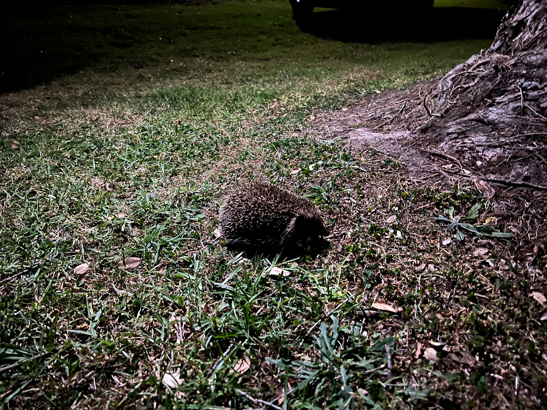 Wild Hedgehog New Zealand