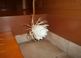 P1010003.JPG