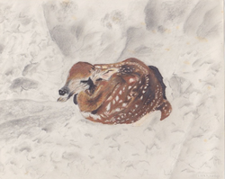 EarlyWork_Deer_LoraKinney