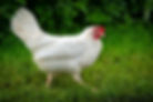 AdobeStock_626723630.jpeg