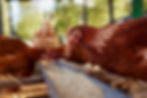 AdobeStock_623254411.jpeg